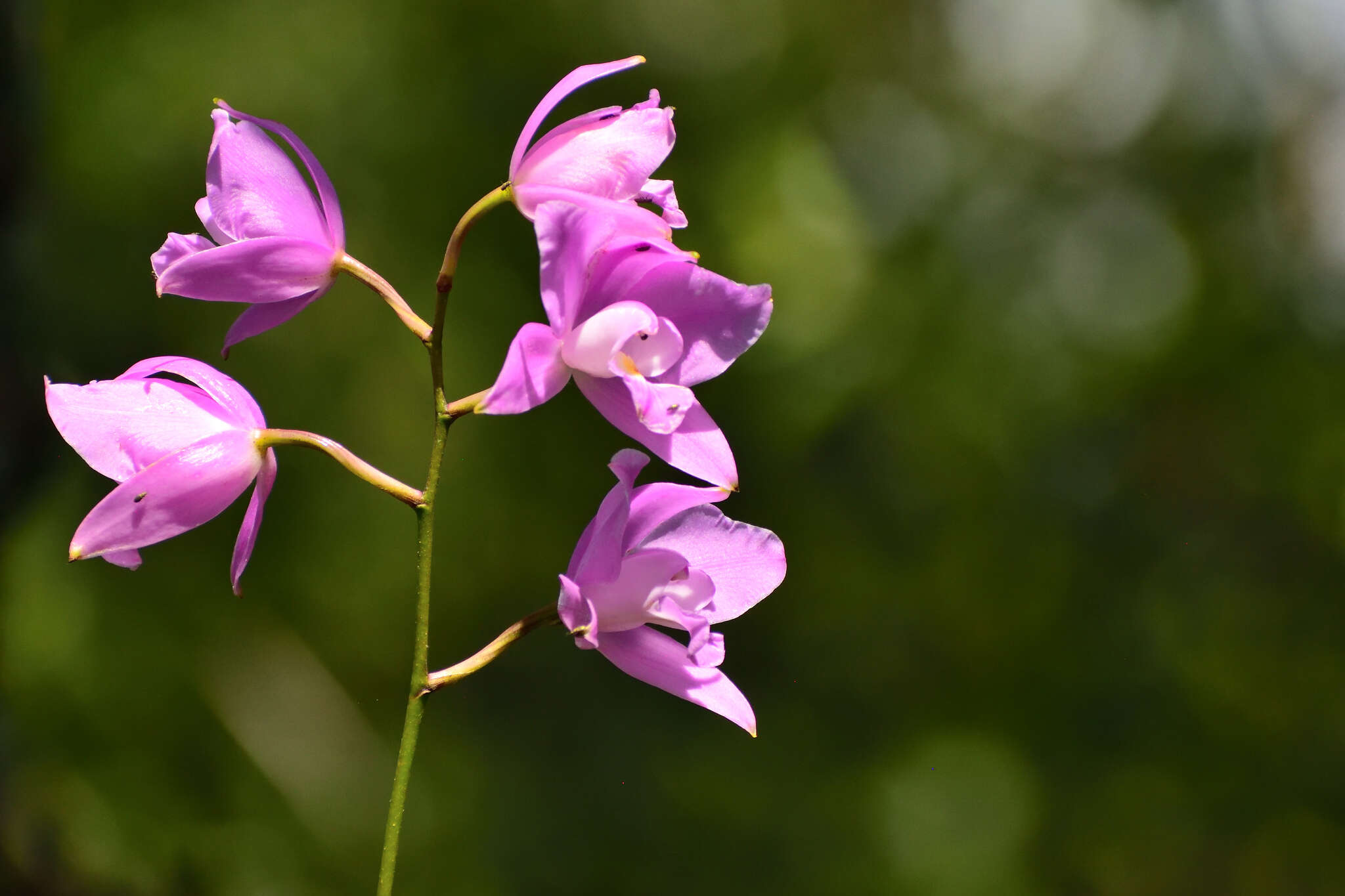 Image of Laelia eyermaniana Rchb. fil.