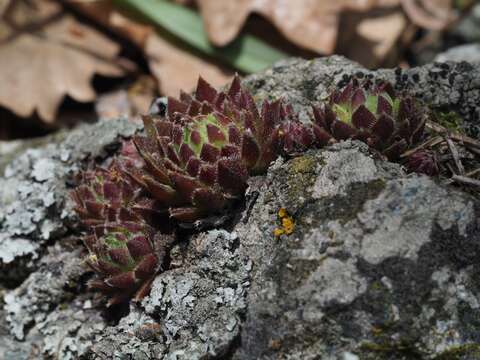 Image of Sempervivum globiferum subsp. hirtum (L.) H.