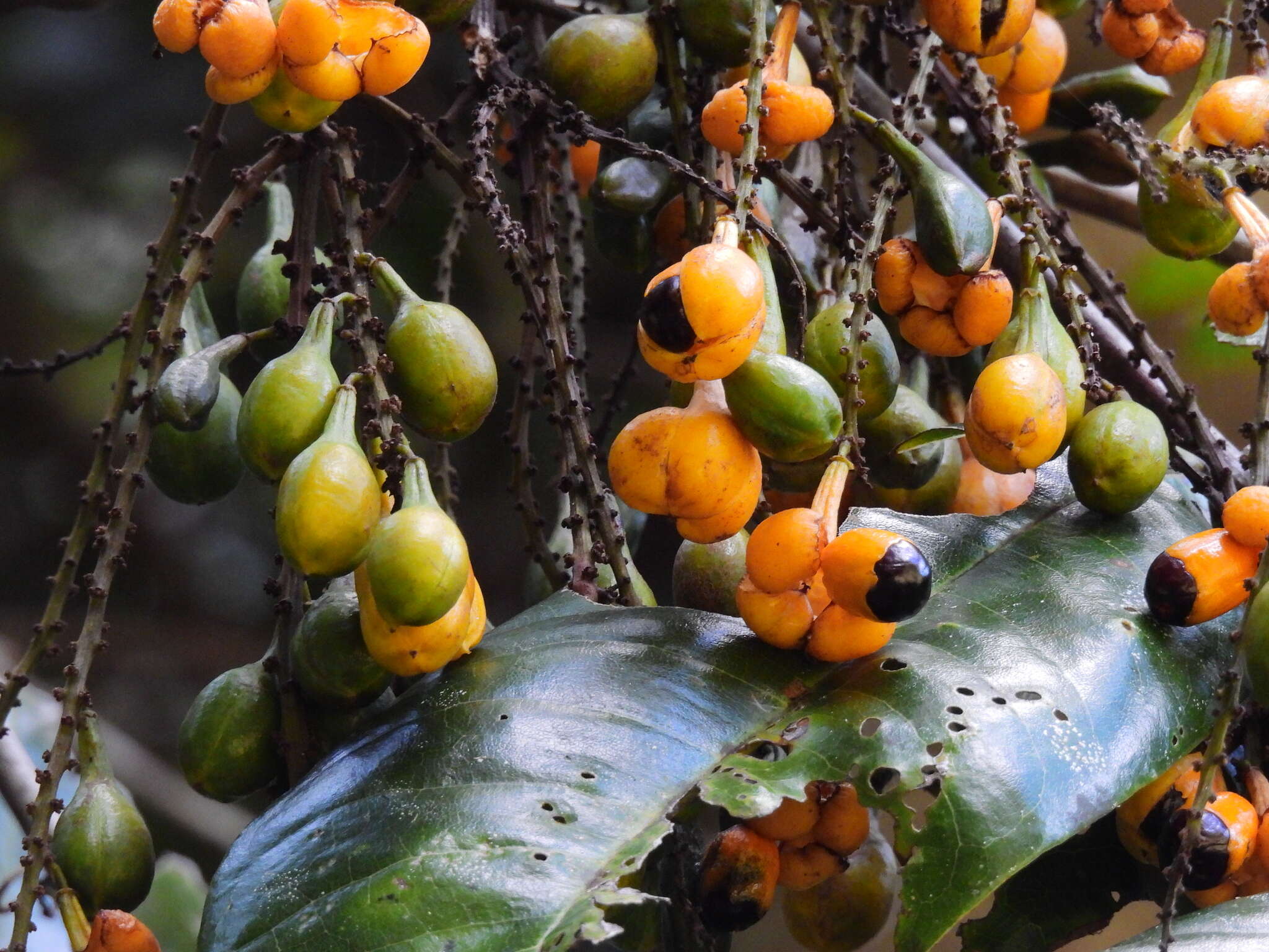 Image of Mischocarpus grandissimus (F. Müll.) Rad Ik.