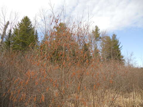 Imagem de Alnus incana subsp. rugosa (Du Roi) R. T. Clausen