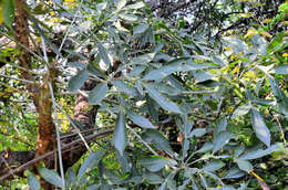 Image of Transvaal Cabbage Tree