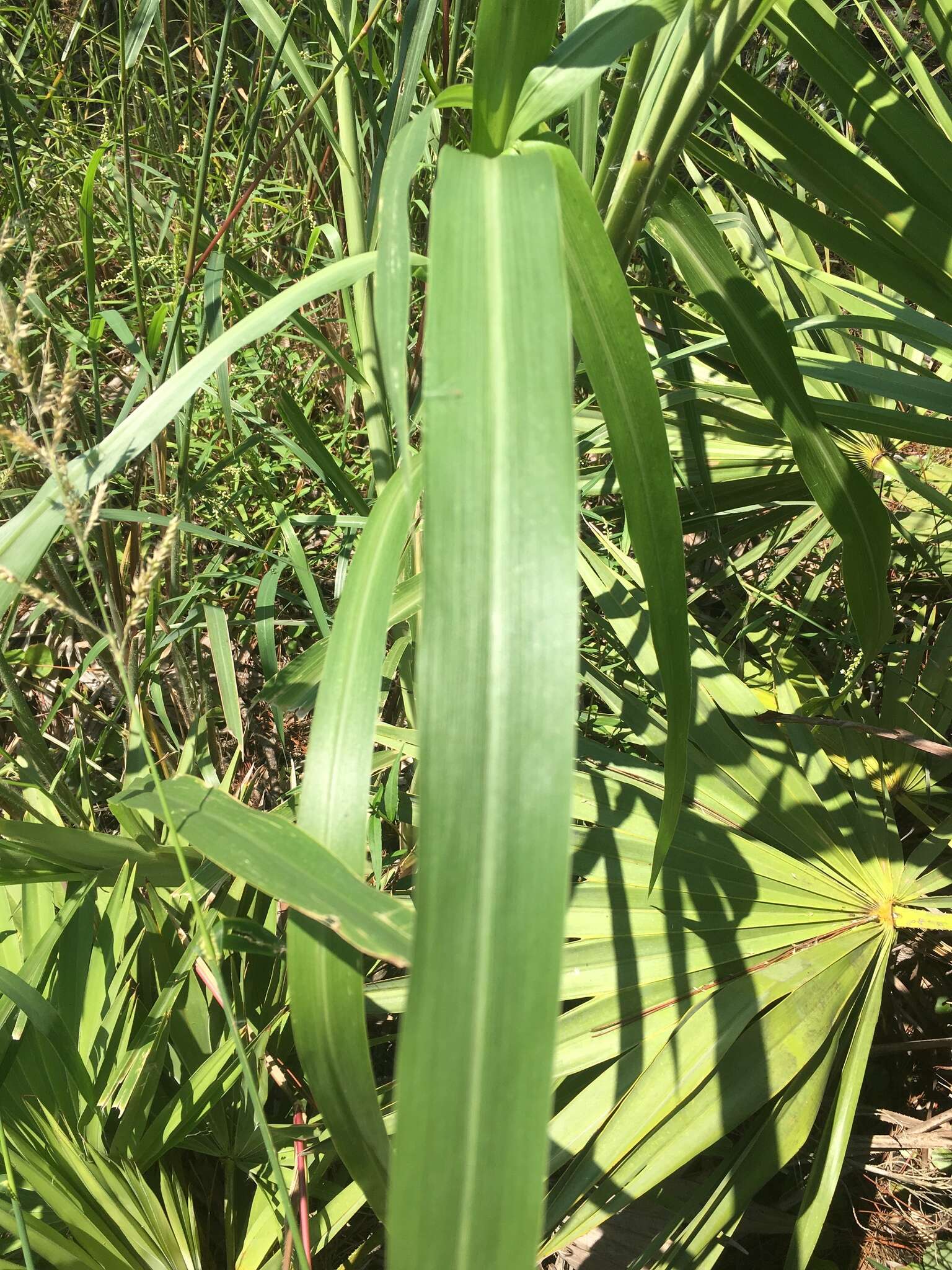 Image of Giant Bristle Grass