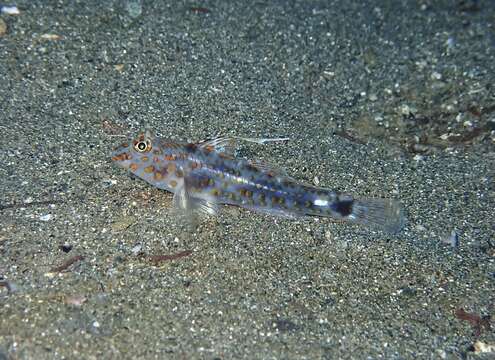 Image of Blotched goby