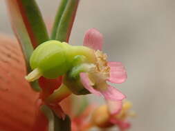 Image of Euphorbia potentilloides Boiss.