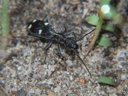 Image of Eccoptoptera mutilloides (Bertoloni 1857)