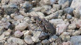 Sivun Cicindela (Cicindelidia) roseiventris Chevrolat 1834 kuva