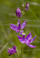 Image of tuberous grasspink