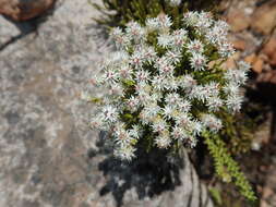 Plancia ëd Dolichothrix ericoides (Lam.) Hilliard & Burtt