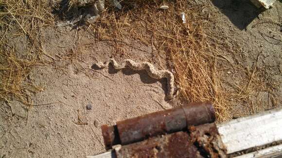 Image of Crotalus cerastes laterorepens Klauber 1944