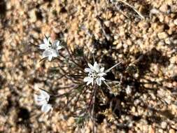 Image of dwarf western rosinweed