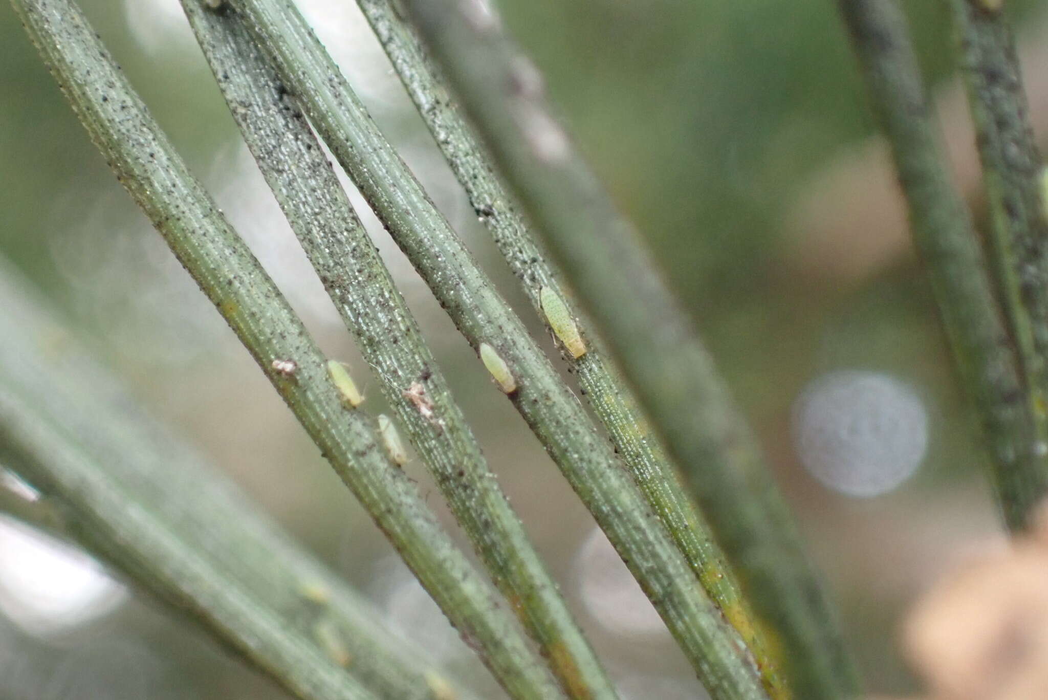 صورة Essigella (Essigella) californica (Essig 1909)