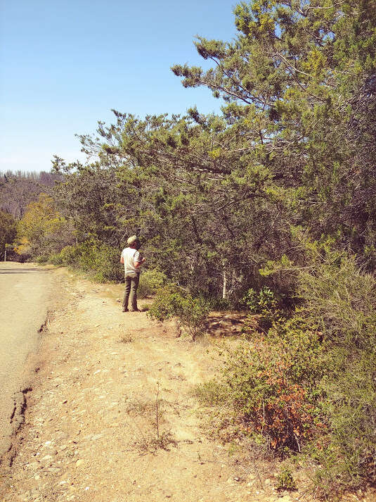 Image of macnab cypress