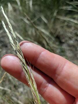 Image of Elymus reflexiaristatus (Nevski) Melderis