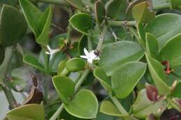 Image of Carissa bispinosa var. bispinosa