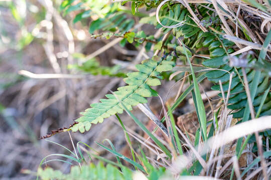 Image of <i>Nephrolepis <i>cordifolia</i></i> var. cordifolia