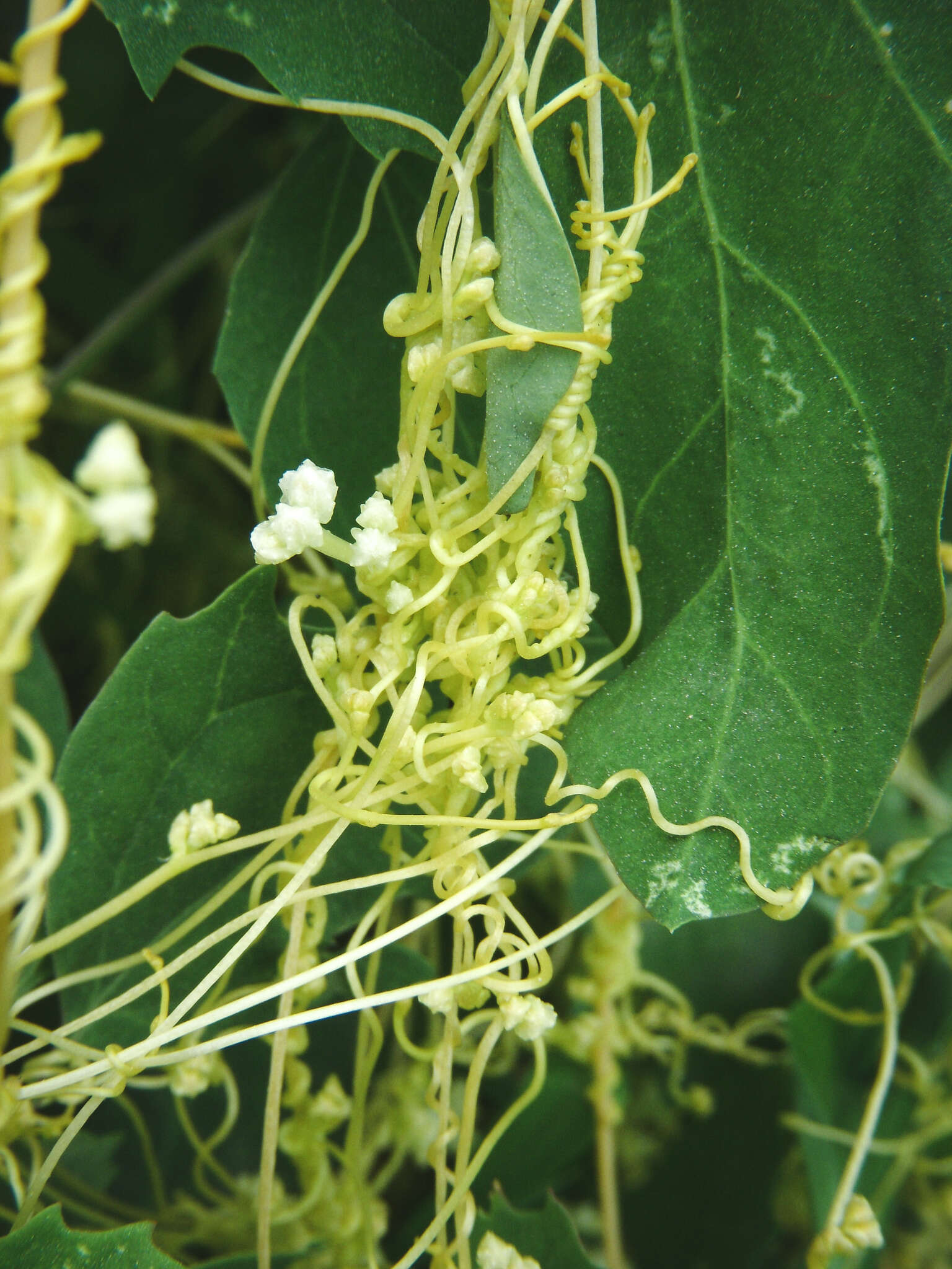 Image of Cuscuta chinensis Lam.