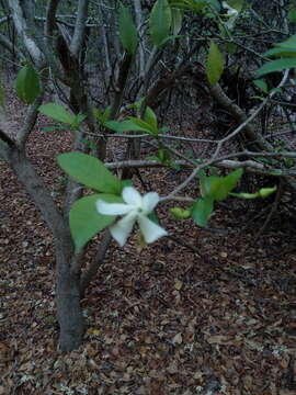 Plancia ëd Tabernaemontana amygdalifolia Jacq.