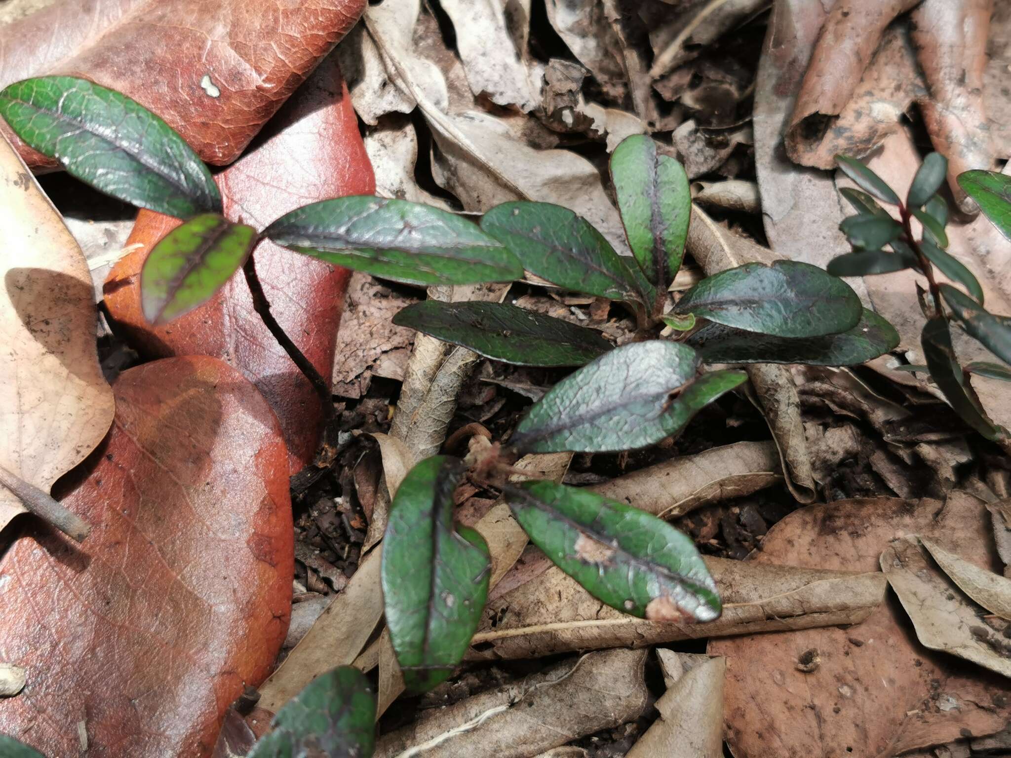 Image of Diospyros egrettarum I. Richardson