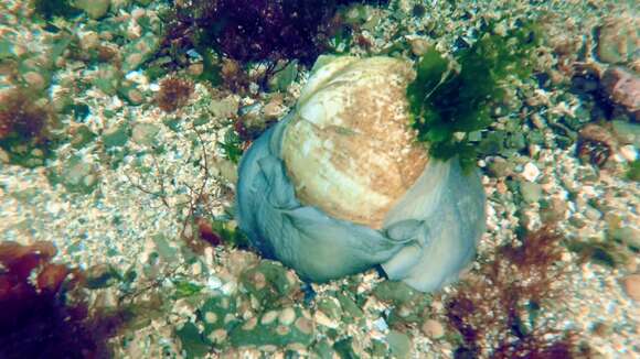 Image of common northern moonsnail