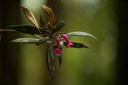 Image of Rhododendron vinicolor Sleum.