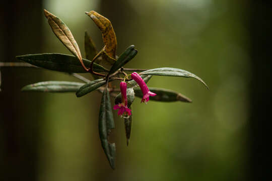 Слика од Rhododendron vinicolor Sleum.