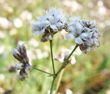 Слика од Gypsophila capitata Bieb.