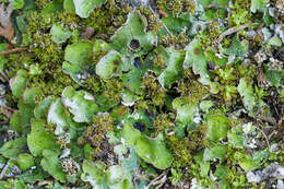 Image of chocolate chip lichen