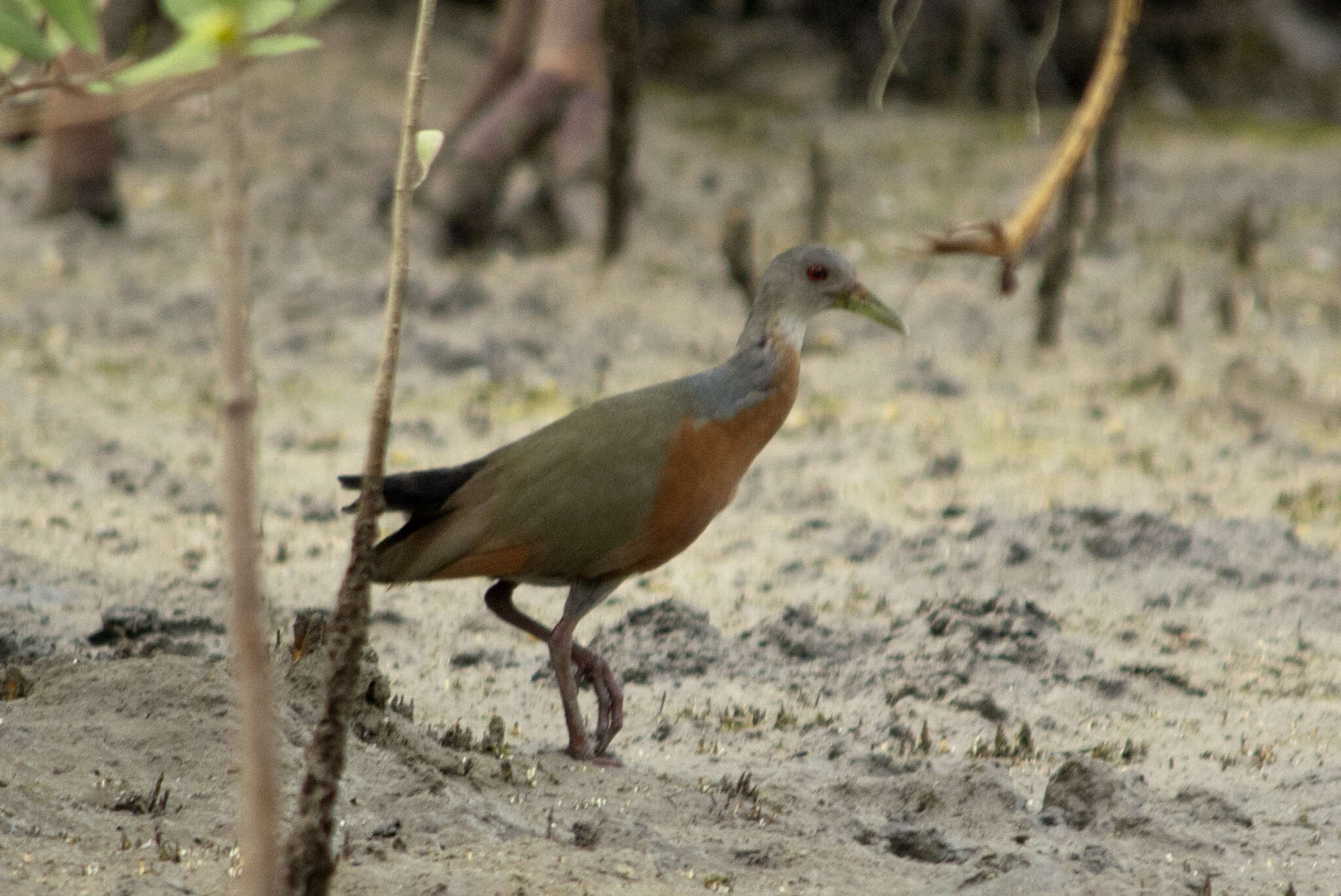 Image of Little Wood Rail