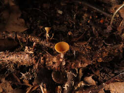 Image of Brown Oak Disc Cup