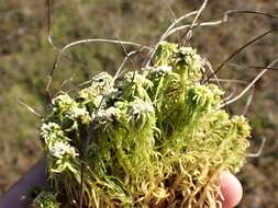 Sphagnum obtusum Warnstorf 1877的圖片