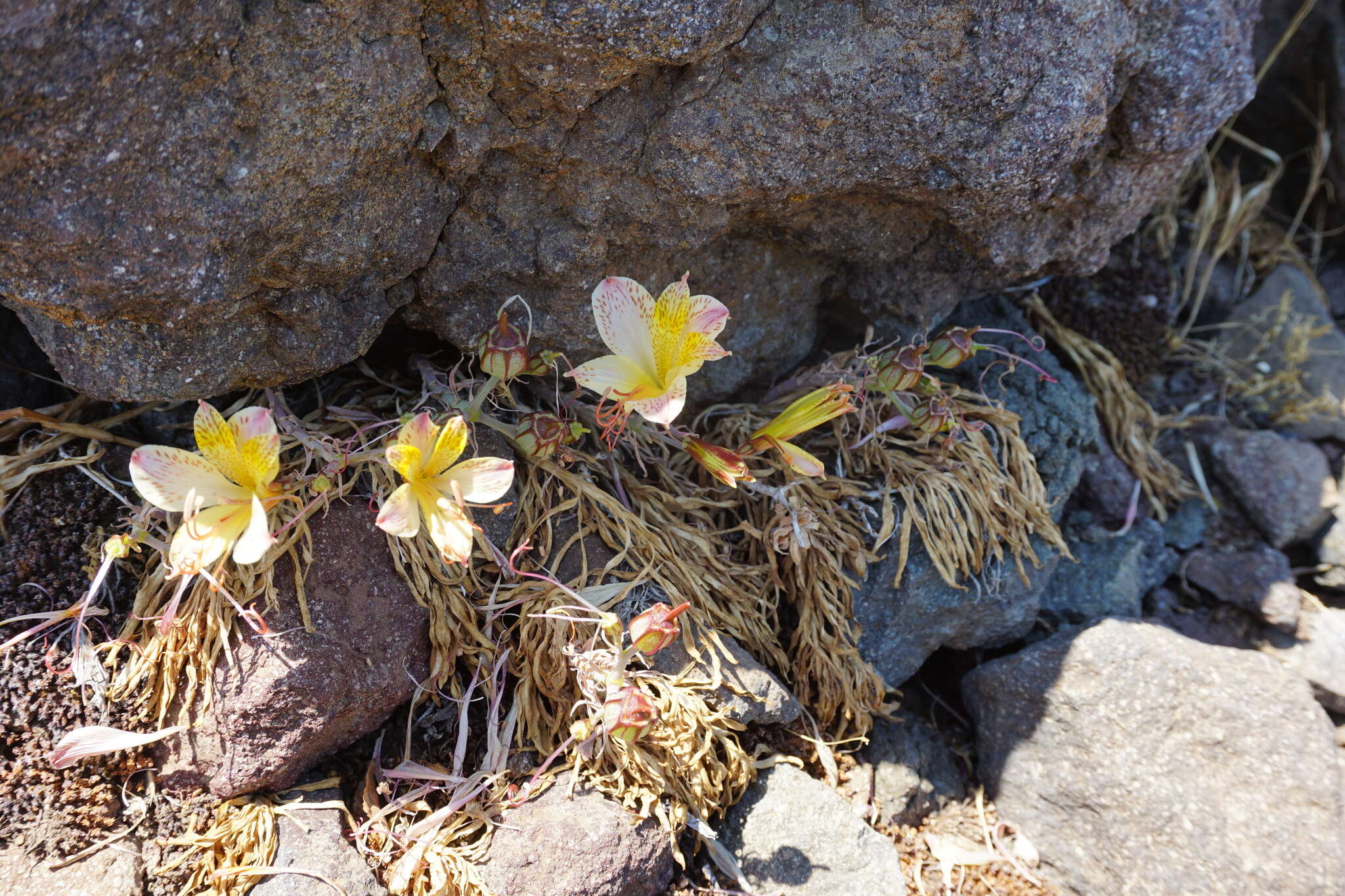 Image of Alstroemeria achirae Muñoz-Schick & Brinck