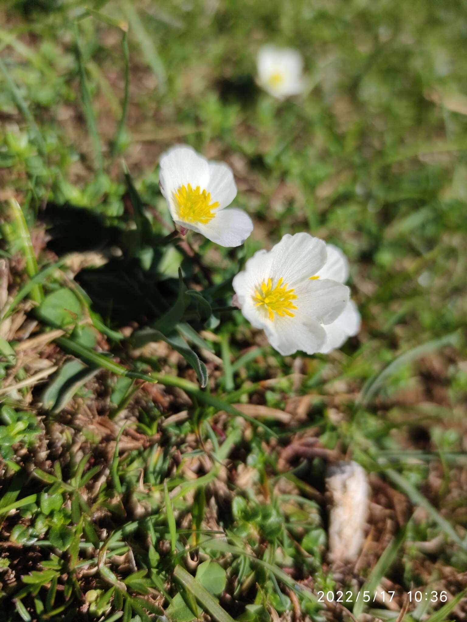 صورة Ranunculus amplexicaulis L.