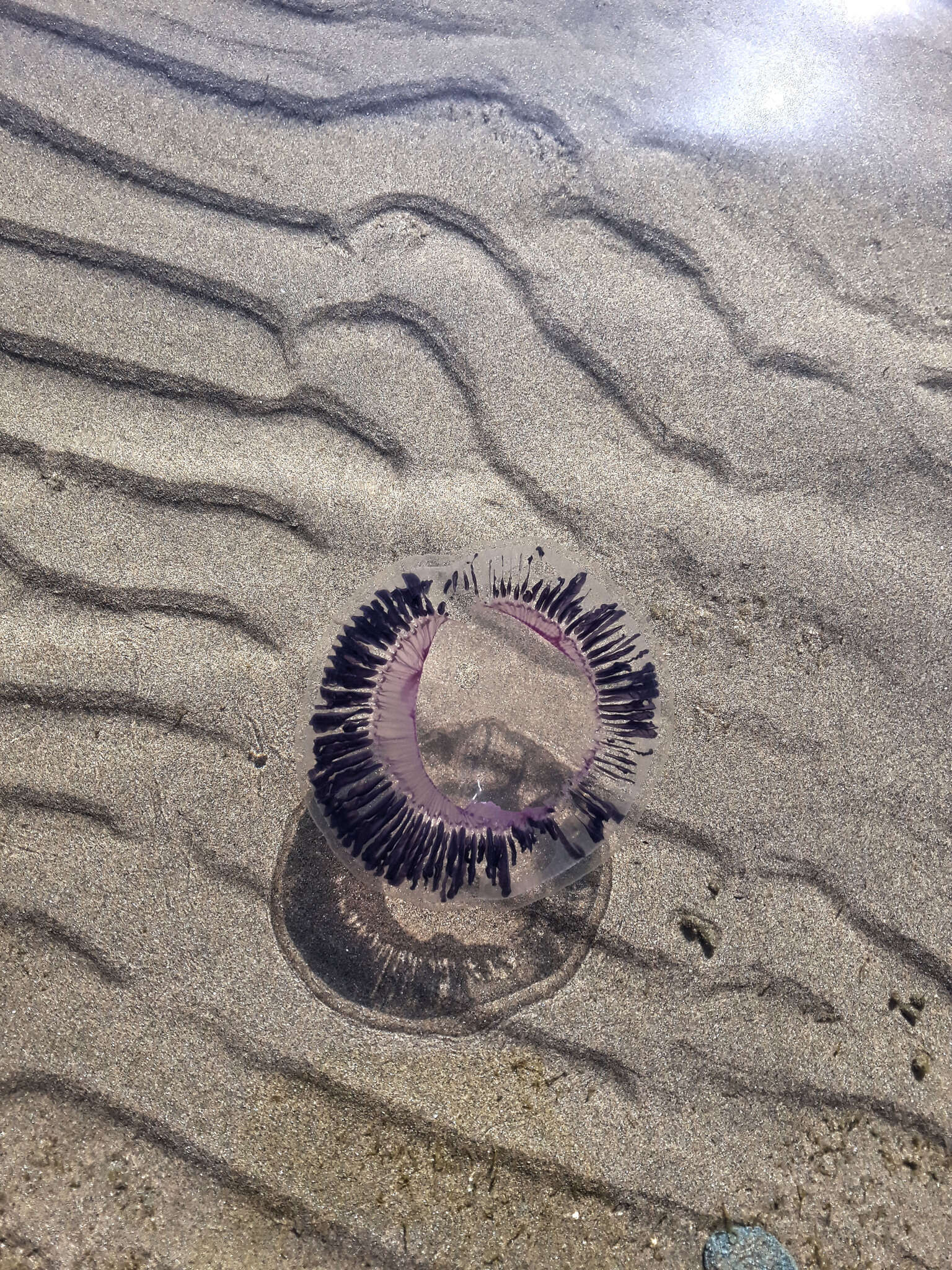 Image of crystal jelly