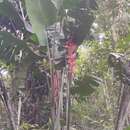 Image of Heliconia abaloi G. Morales