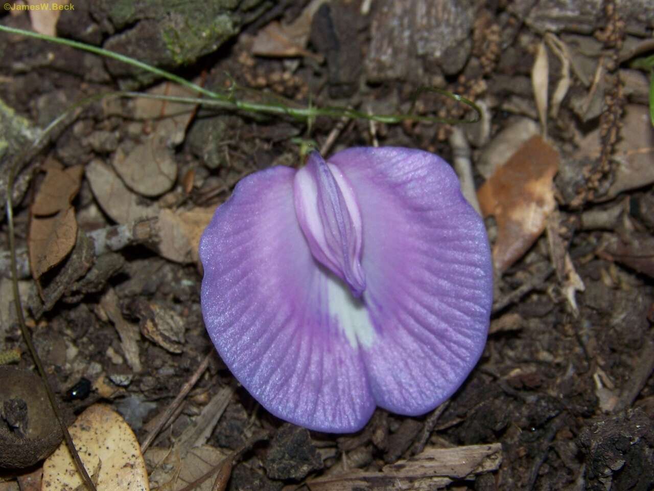 Plancia ëd Centrosema virginianum (L.) Benth.