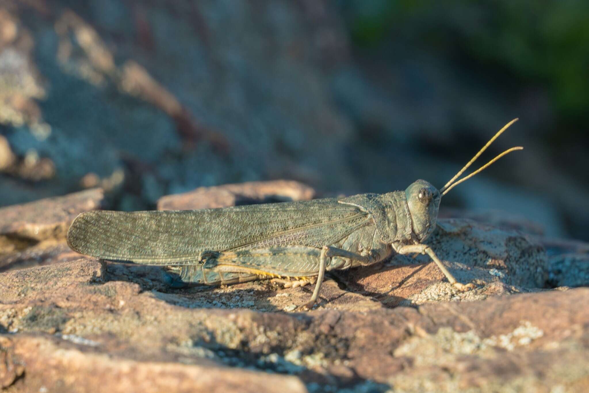 Bryodema gebleri (Fischer von Waldheim 1836)的圖片