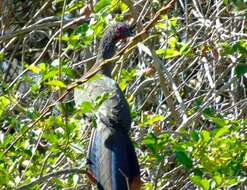 Image of Rufous-bellied Chachalaca