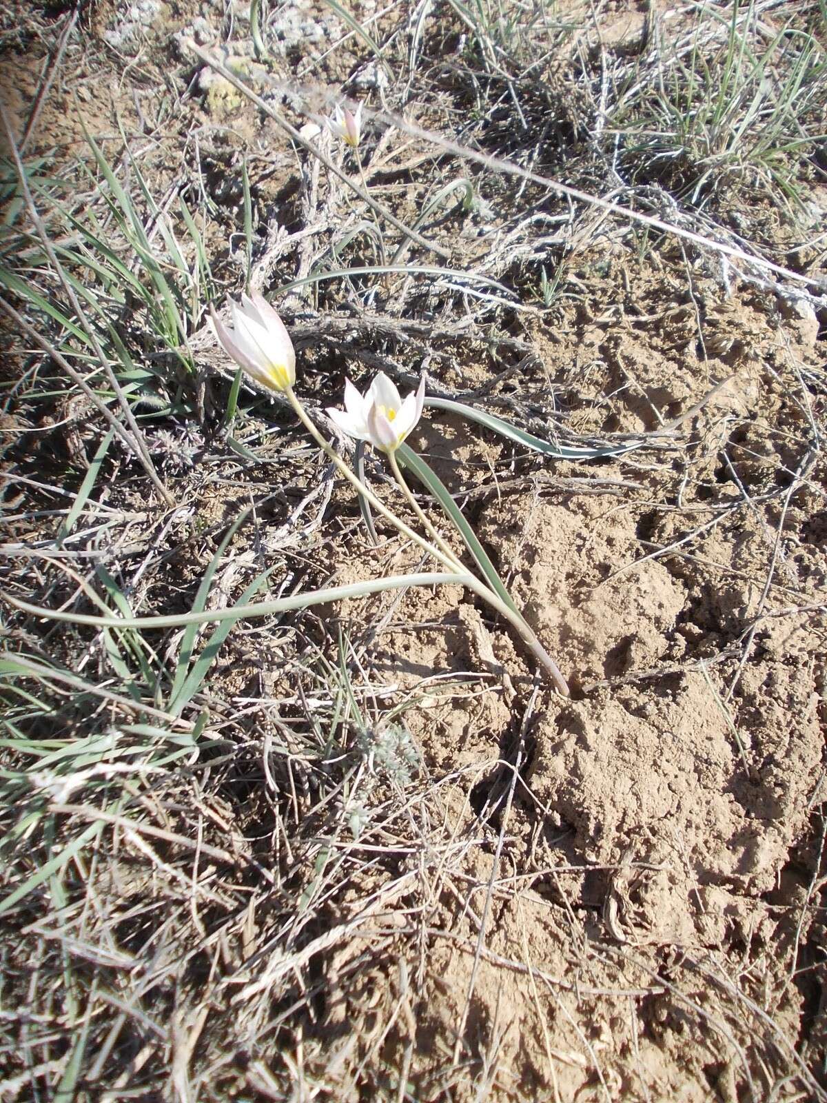 Image de Tulipa biflora Pall.