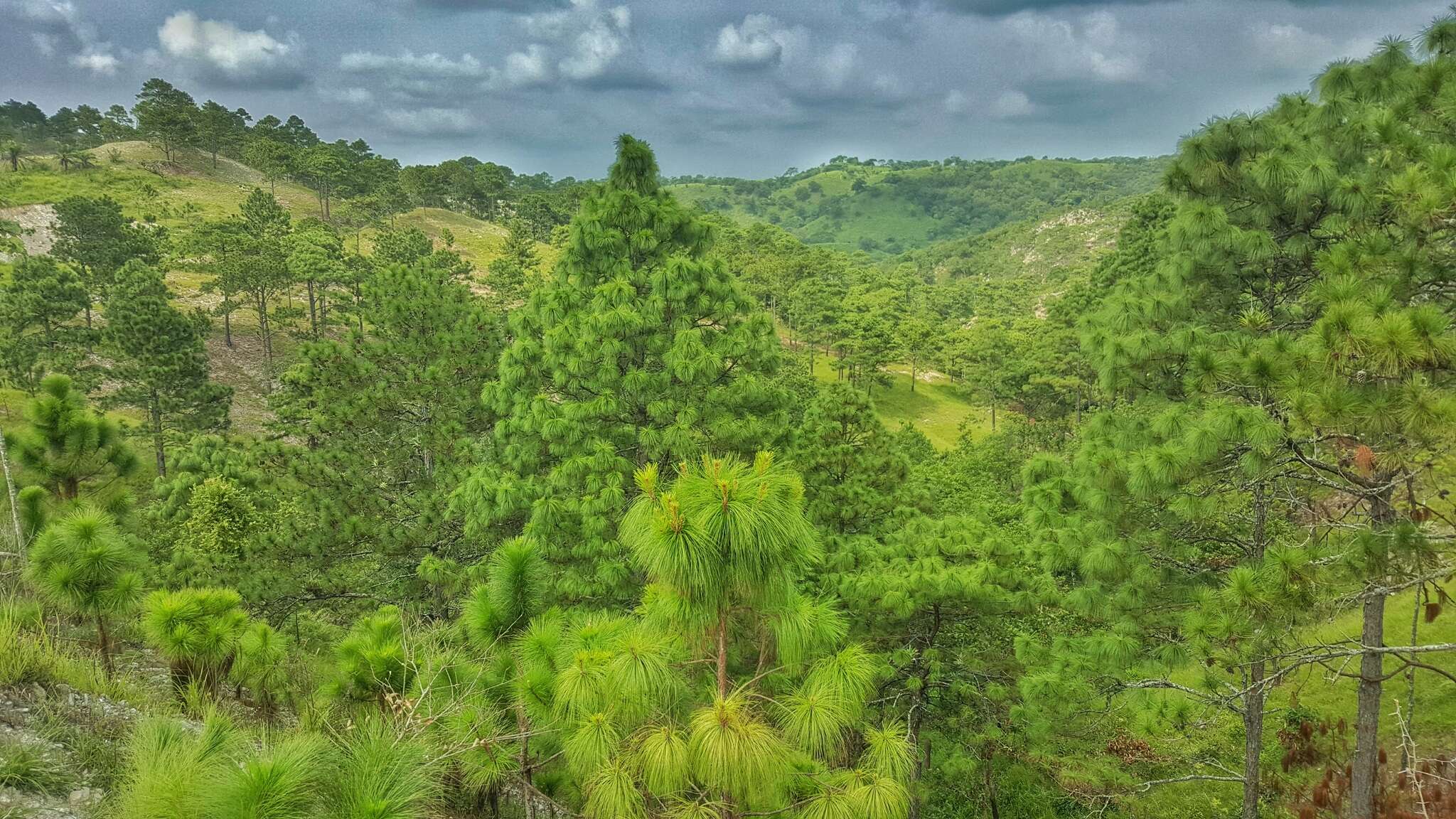 Image de Pinus oocarpa Schiede ex Schltdl.