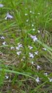 Image of Limestone Wild Basil