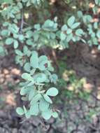 Image of Bauhinia rufescens Lam.