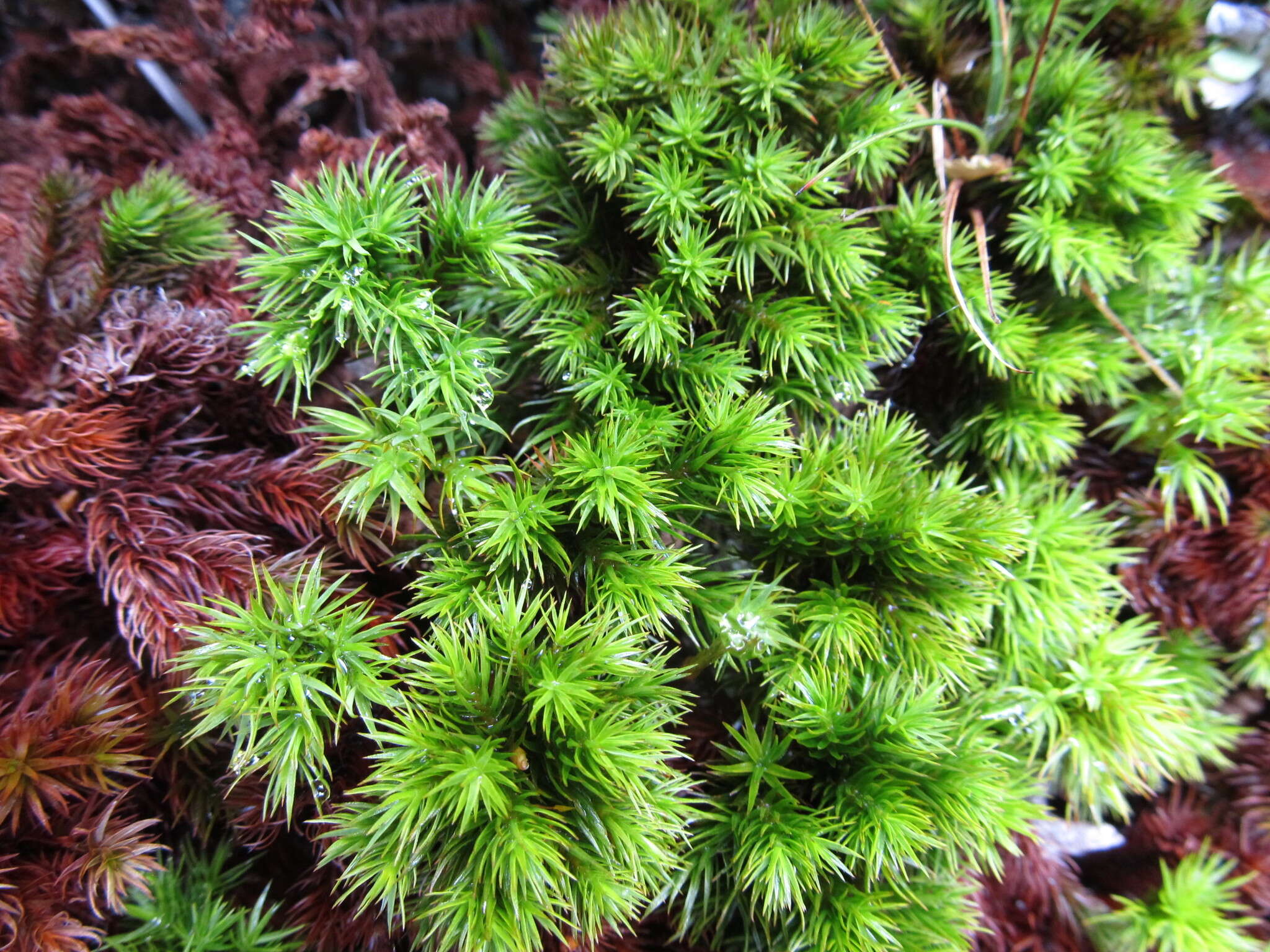 Image of Dendroligotrichum dendroides Brotherus 1905