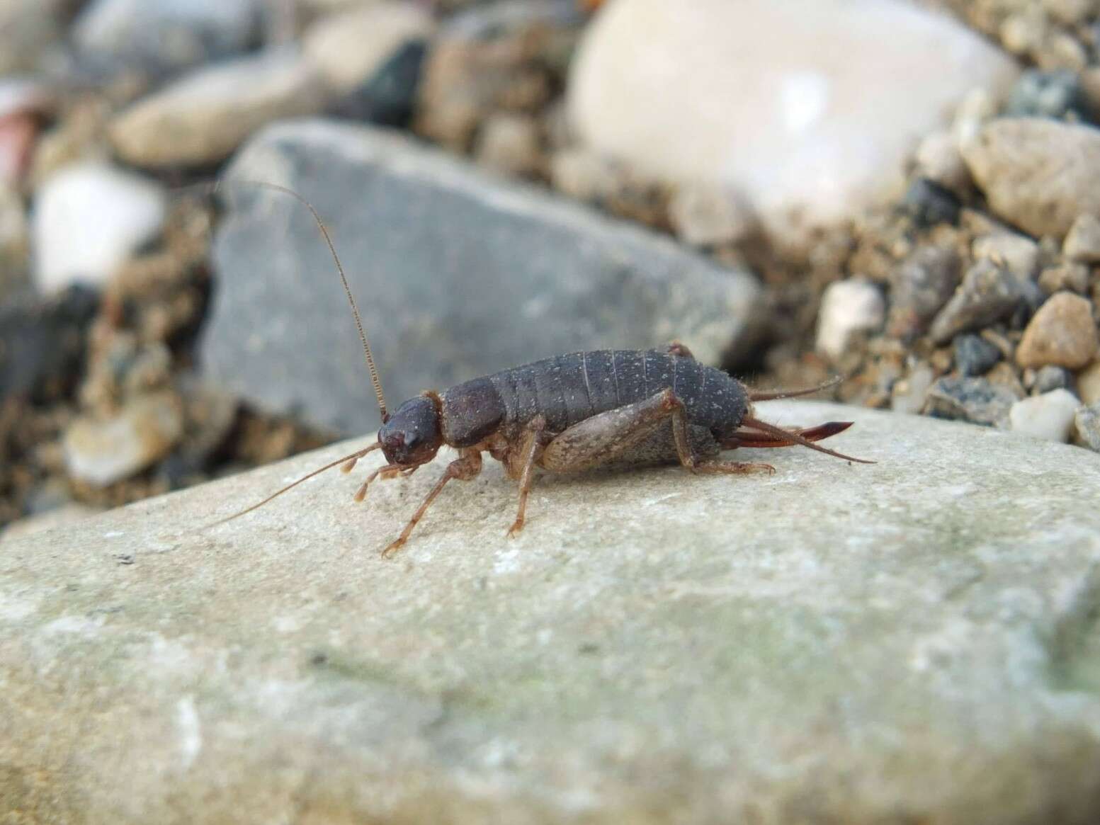 Image of Scaly cricket