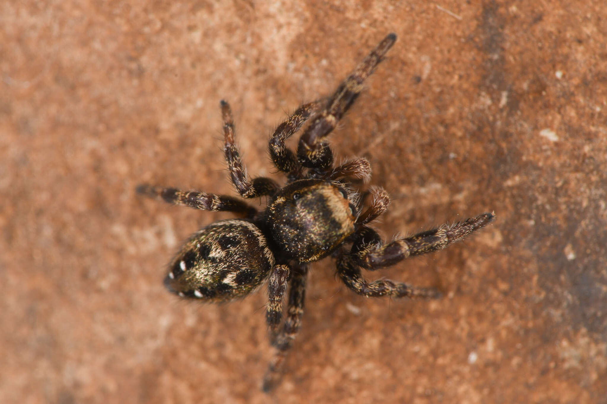 Image of Dendryphantes nigromaculatus (Keyserling 1885)