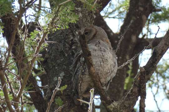 Image of African Scops Owl