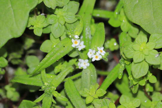 Image of Cryptantha limensis (A. DC.) I. M. Johnst.