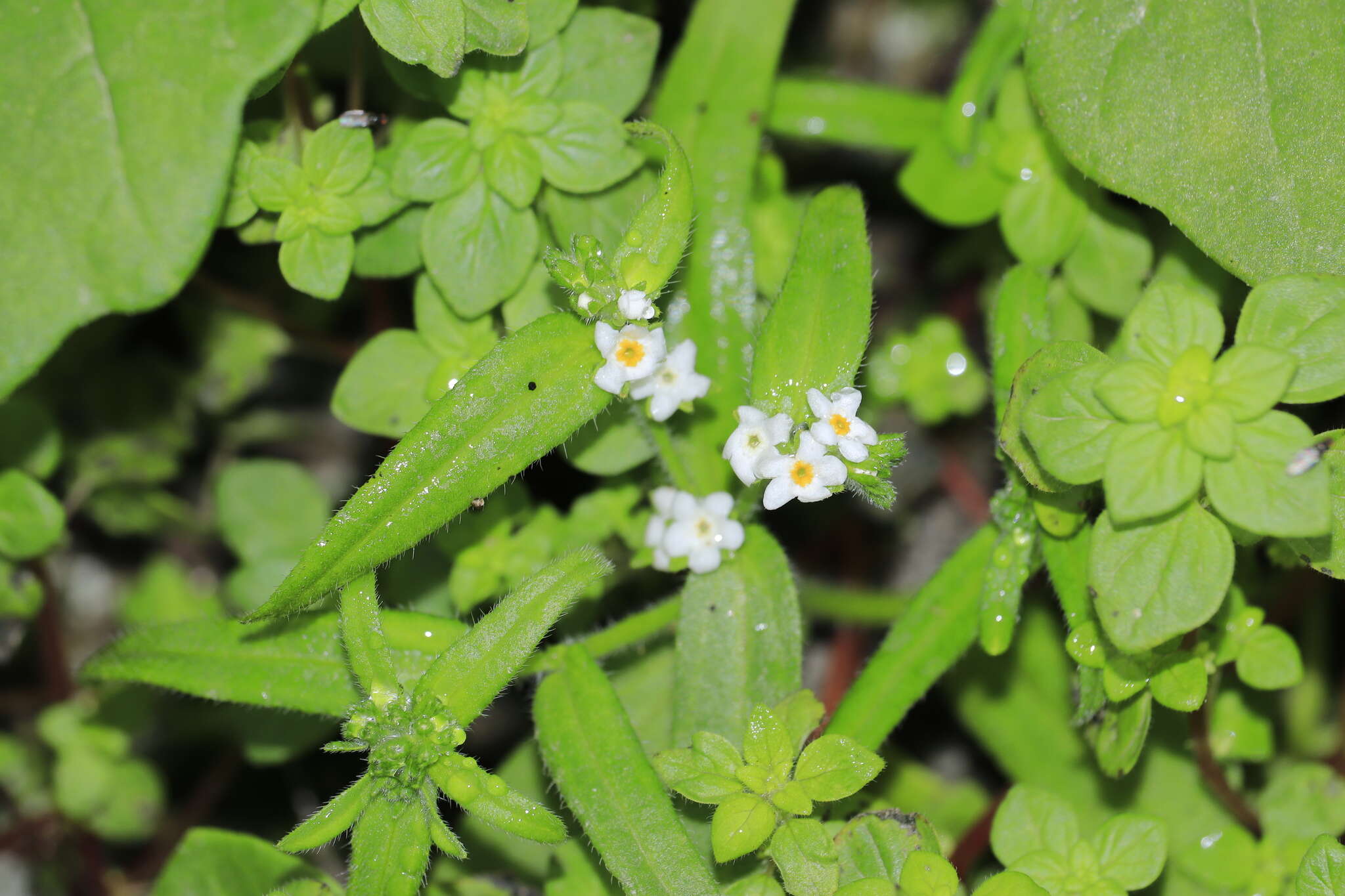 Слика од Cryptantha limensis (A. DC.) I. M. Johnst.