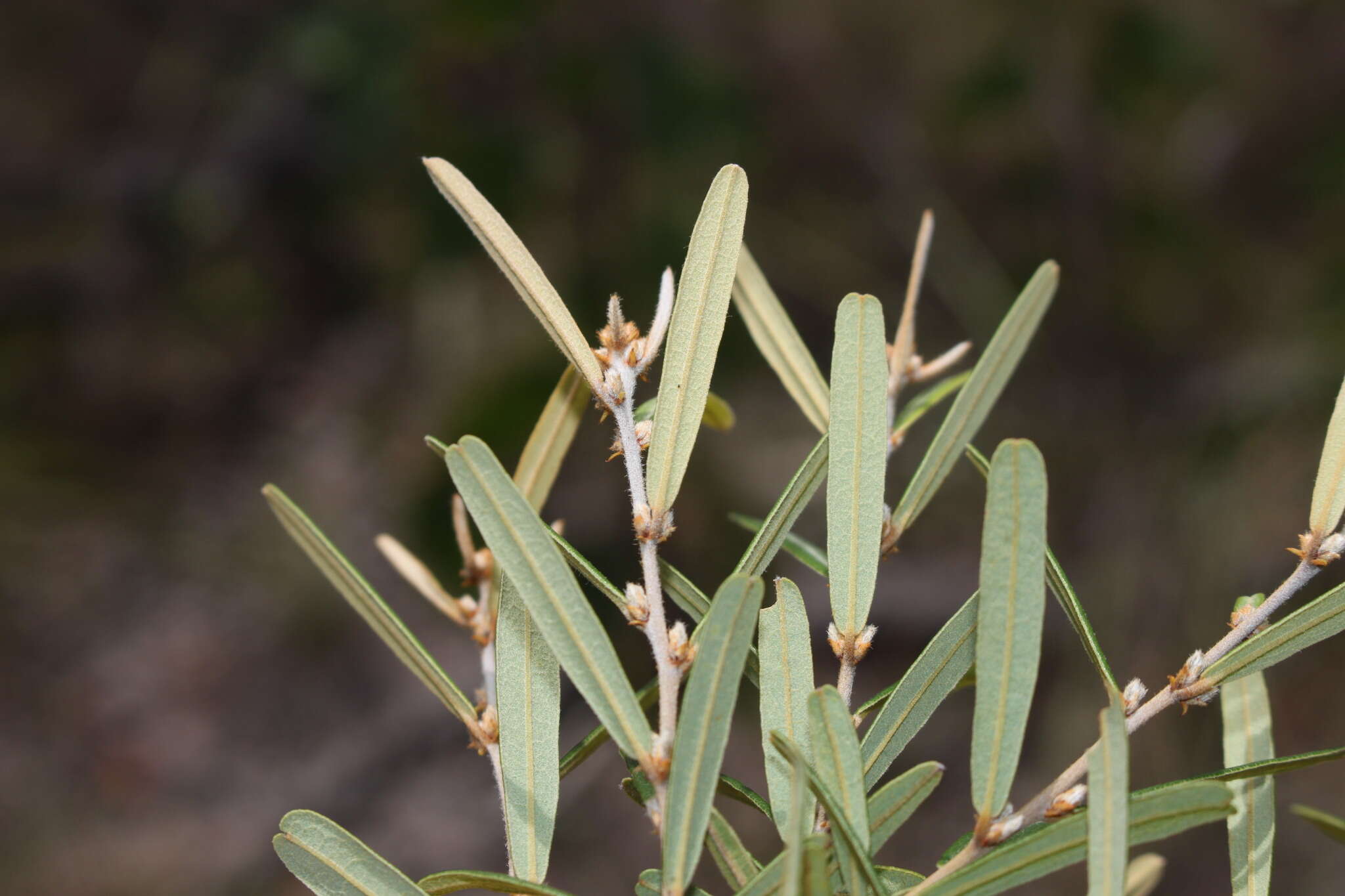 Hovea clavata I. Thomps.的圖片