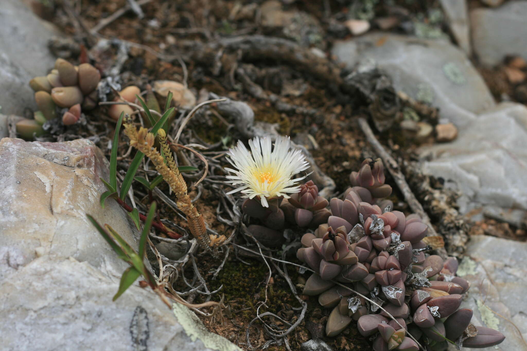 Image of Corpuscularia lehmannii (Eckl. & Zeyh.) Schwant.