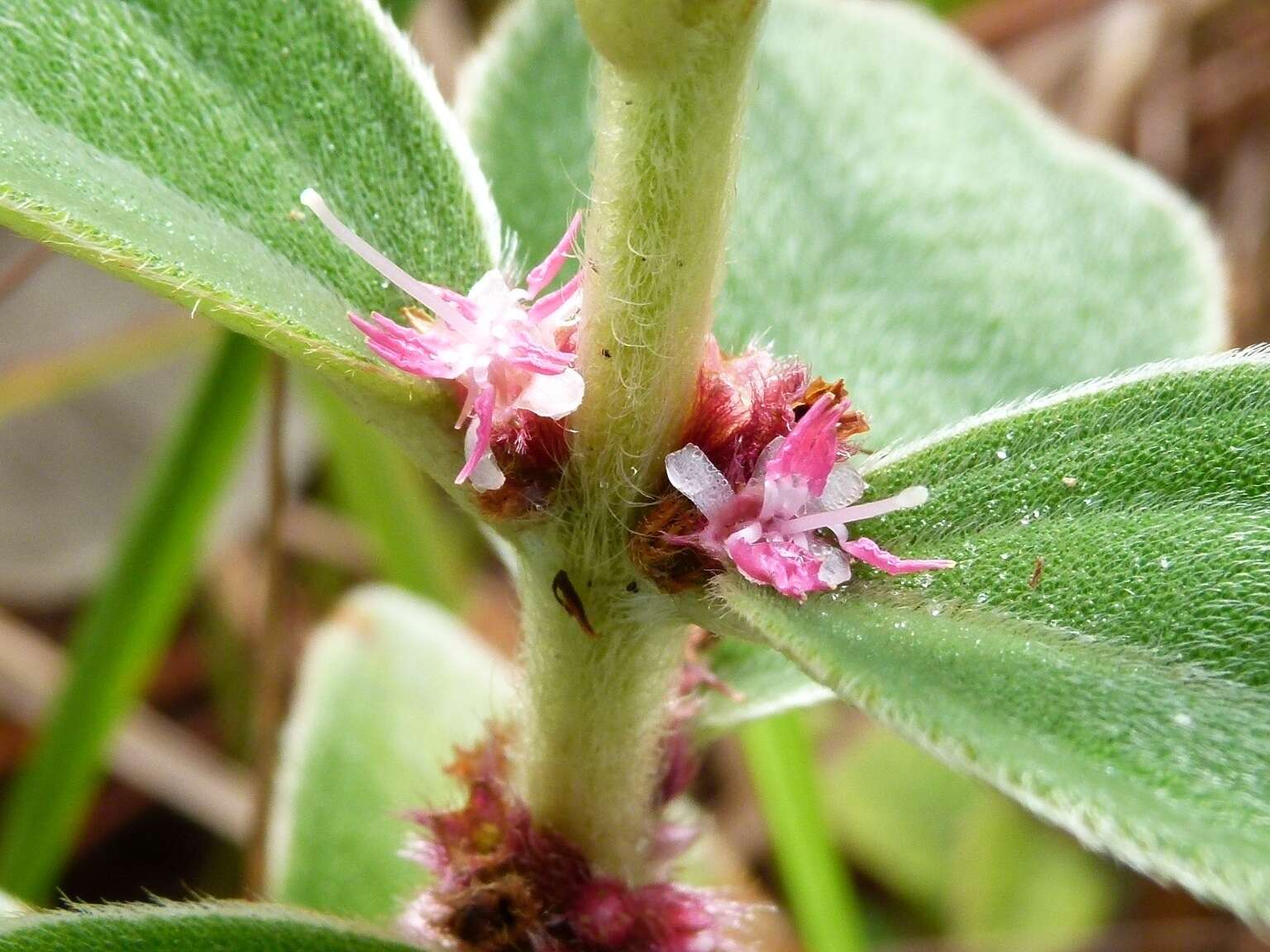 Image of Miconia sericea